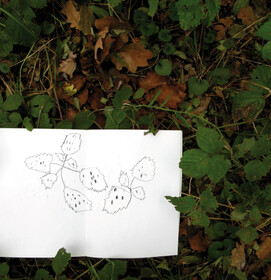 Sauen Illustration - 5