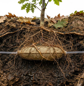 RHIZOMA | Leandra Pauls