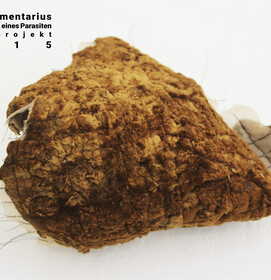 Fomes Fomentarius 9