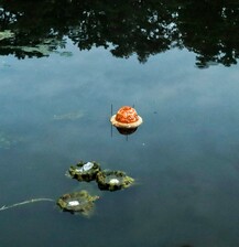 Riverbones & Swamp Incantations: Shrines  for Waters That Remember by Sumona Dhakal