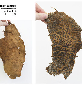 Fomes Fomentarius 7
