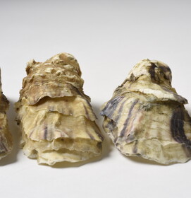 crassostrea gigas //01