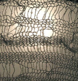 White Gold by Carlotta Kramer-Klett