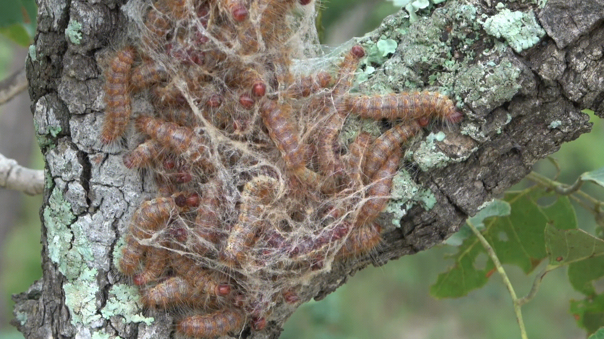 Caterpillars spinning a nest in the Banforo Area, Burkina Faso. Copyright: Salif Sawadogo